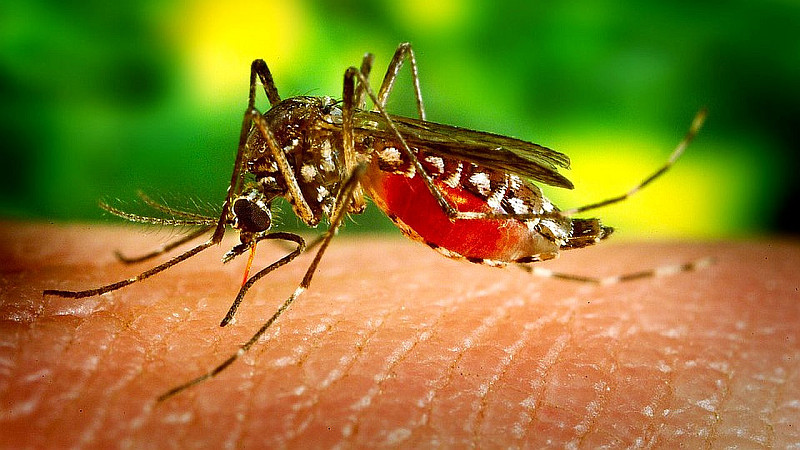 Lejárt: Tájékoztató földi szúnyoggyérítésről